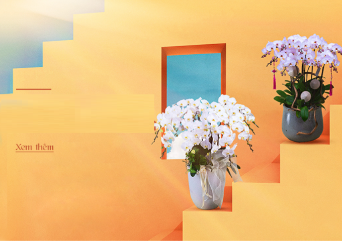 Lan Hồ Điệp 8/3